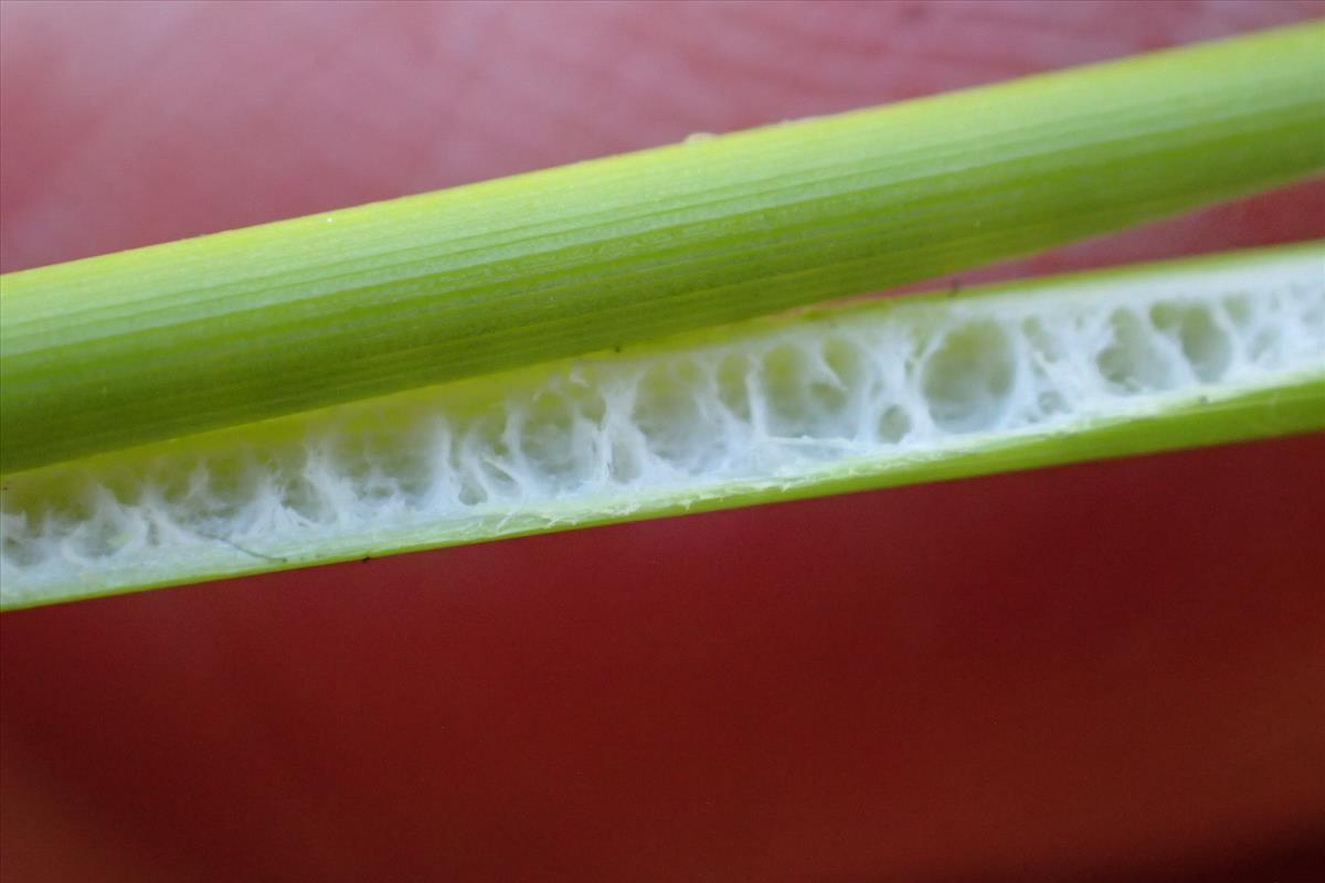 Juncus usitatus (door Sipke Gonggrijp)