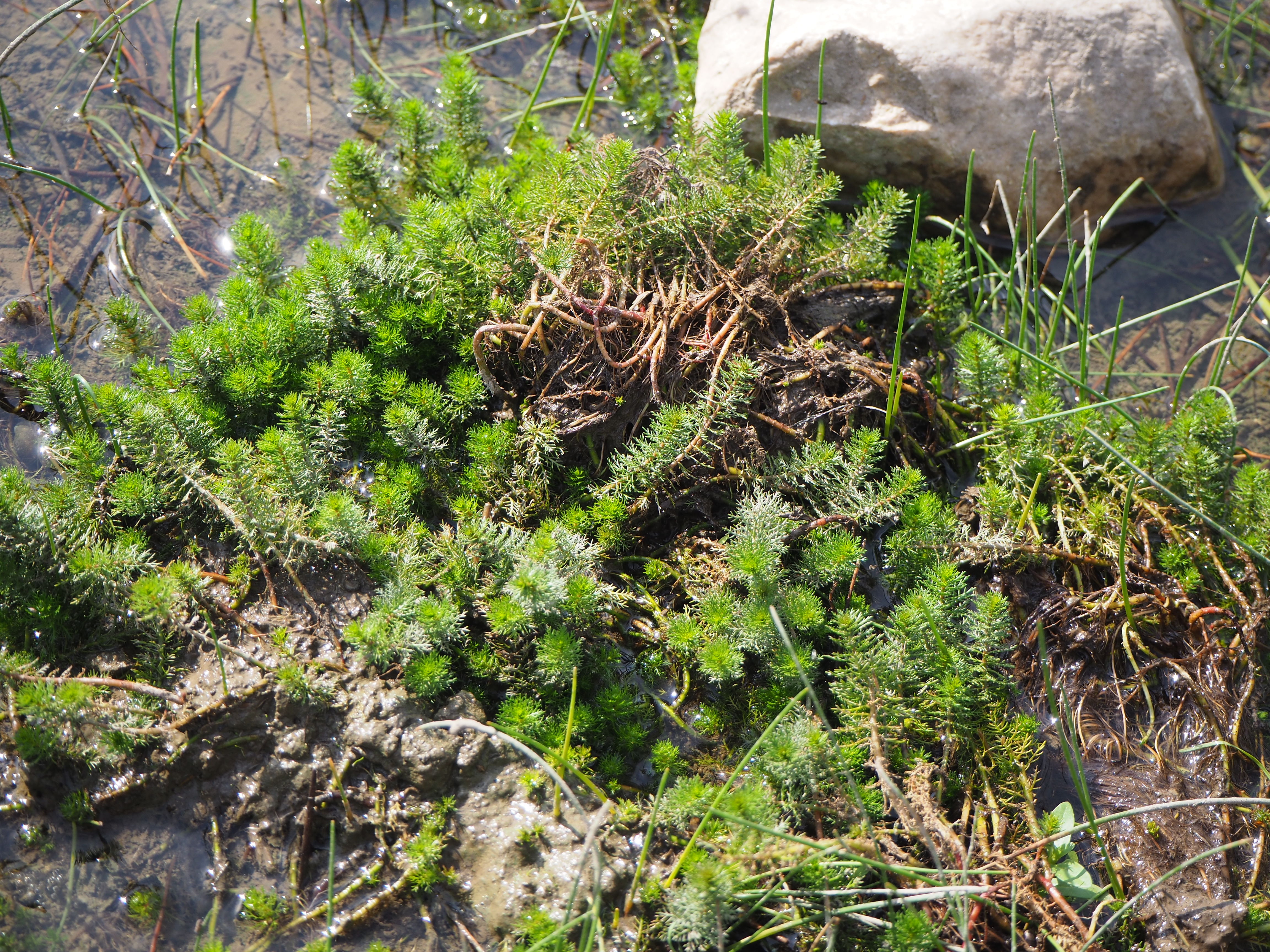 Myriophyllum heterophyllum (door Ruurd van Donkelaar)