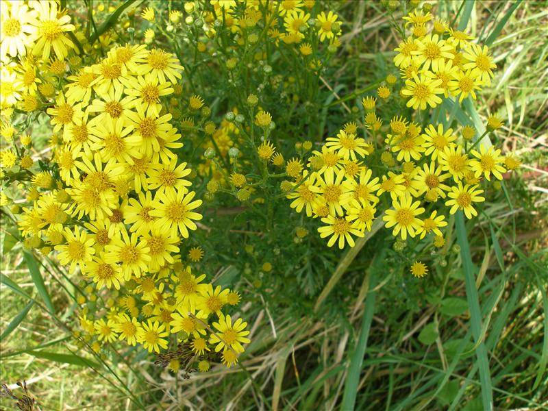 Jacobaea erucifolia (door Piet Bremer )