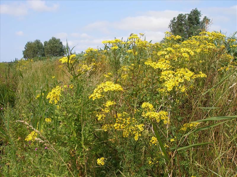 Jacobaea erucifolia (door Piet Bremer )