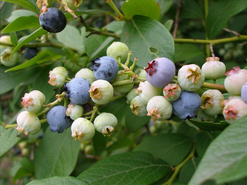 Vaccinium corymbosum (door Piet Bremer )