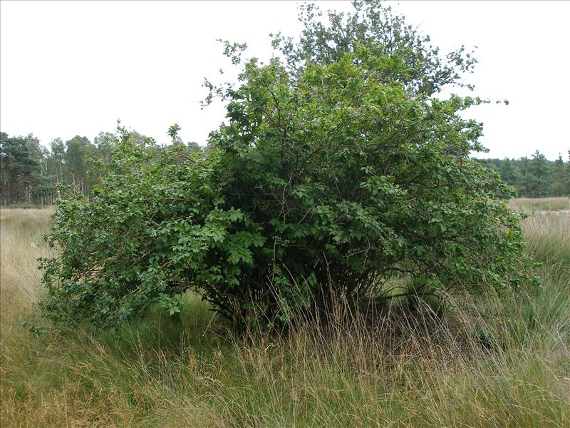 Vaccinium corymbosum (door Piet Bremer )