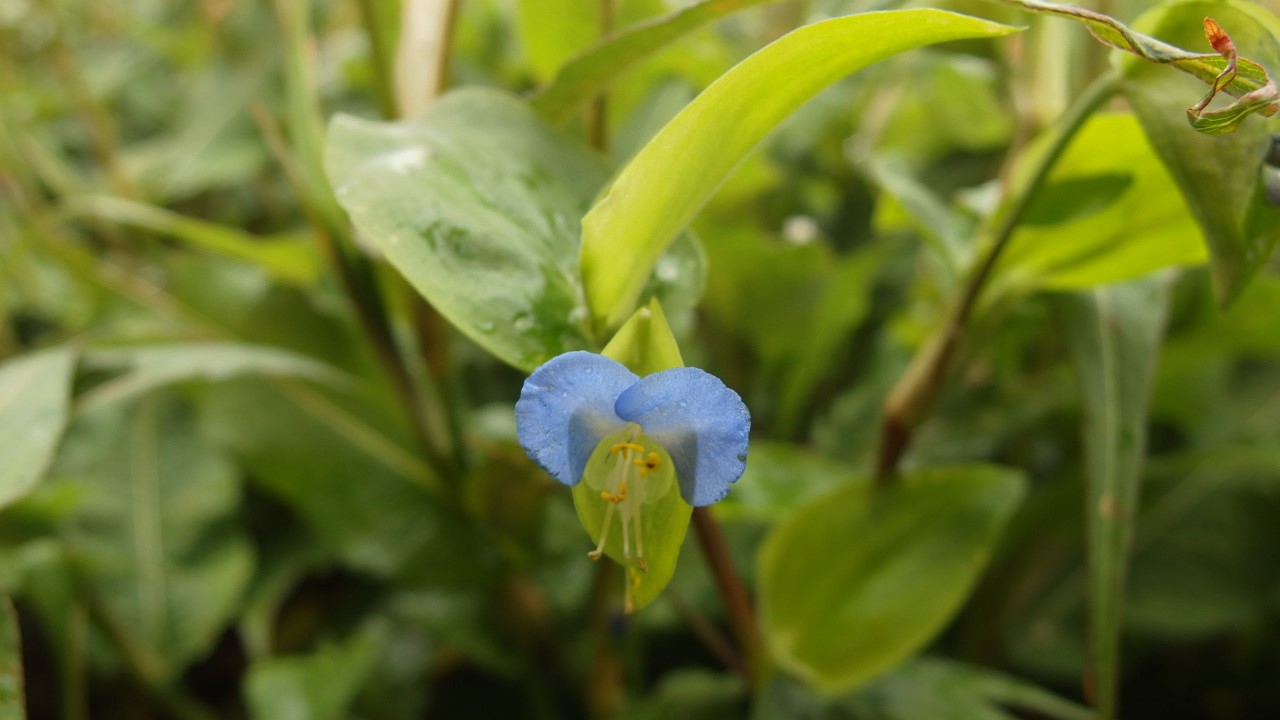 Commelina communis (door Sipke Gonggrijp)