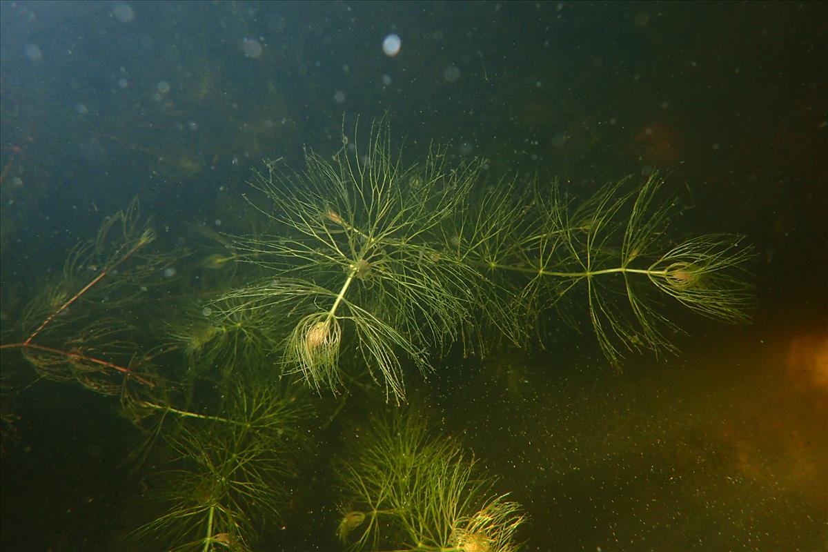Ceratophyllum submersum (door Stef van Walsum)