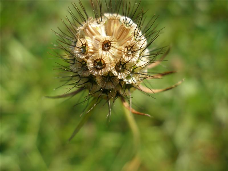 Scabiosa columbaria (door Piet Bremer )