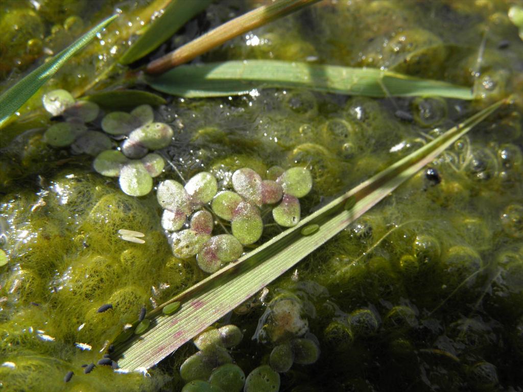 Lemna turionifera (door Eric Brandes)