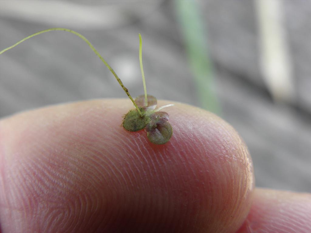 Lemna turionifera (door Eric Brandes)