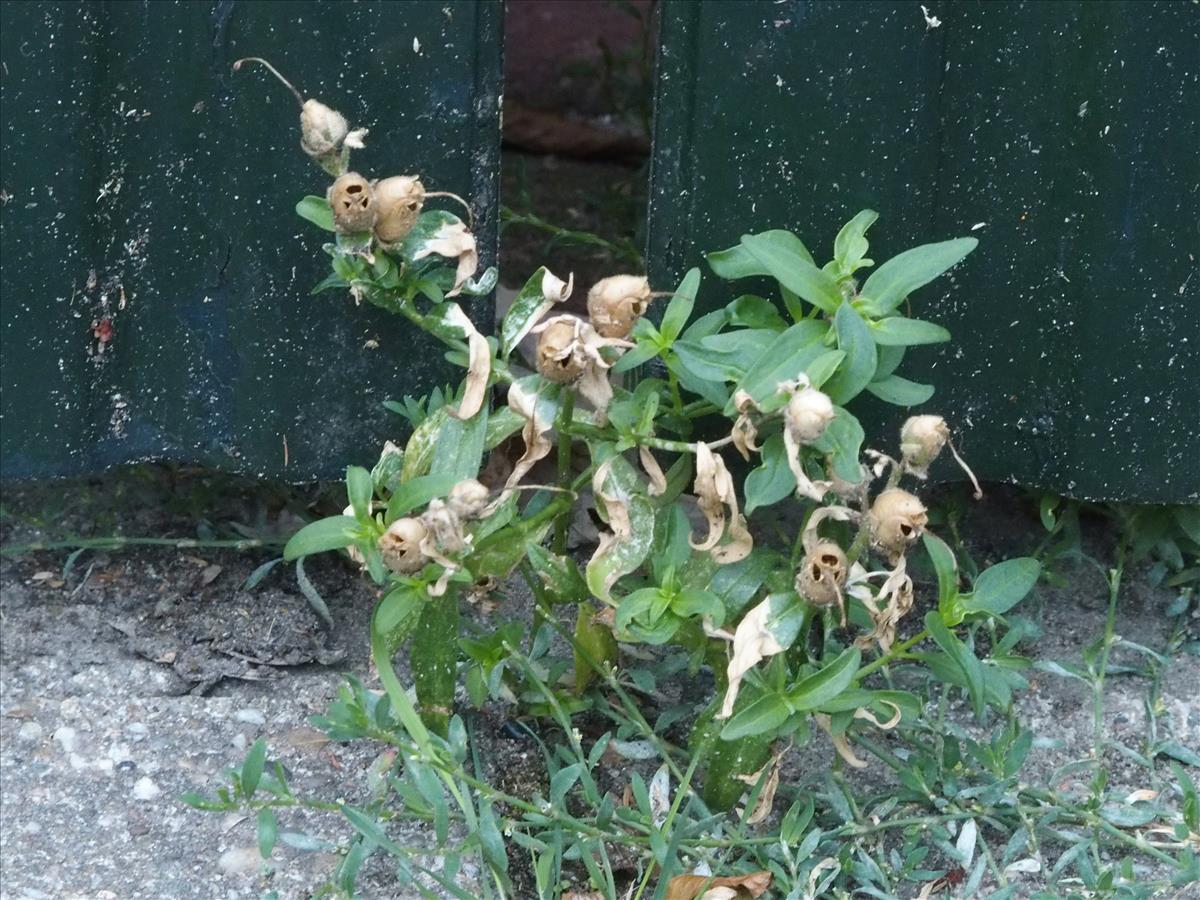 Antirrhinum majus (door Willemien Troelstra)