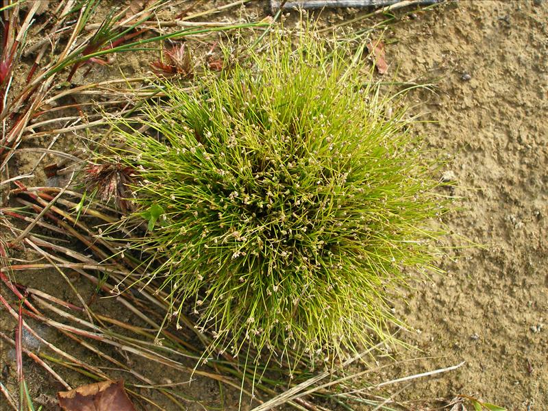 Isolepis setacea (door Piet Bremer )