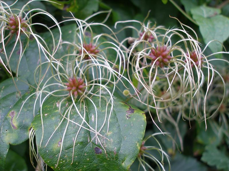 Clematis vitalba (door Piet Bremer )