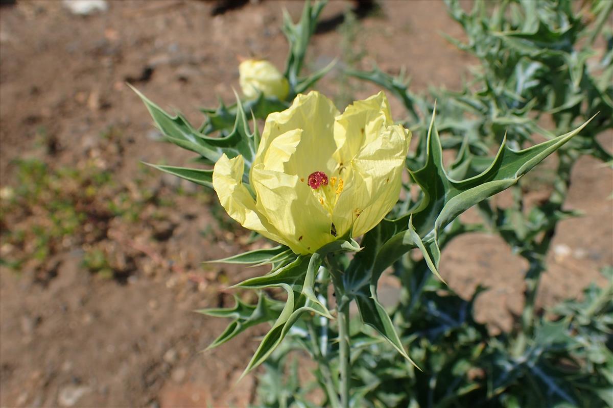 Argemone ochroleuca (door Sipke Gonggrijp)