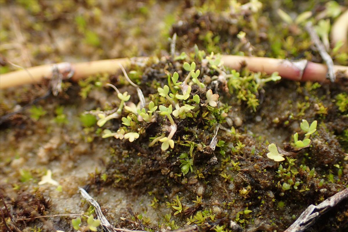 Helosciadium repens (door Stef van Walsum)