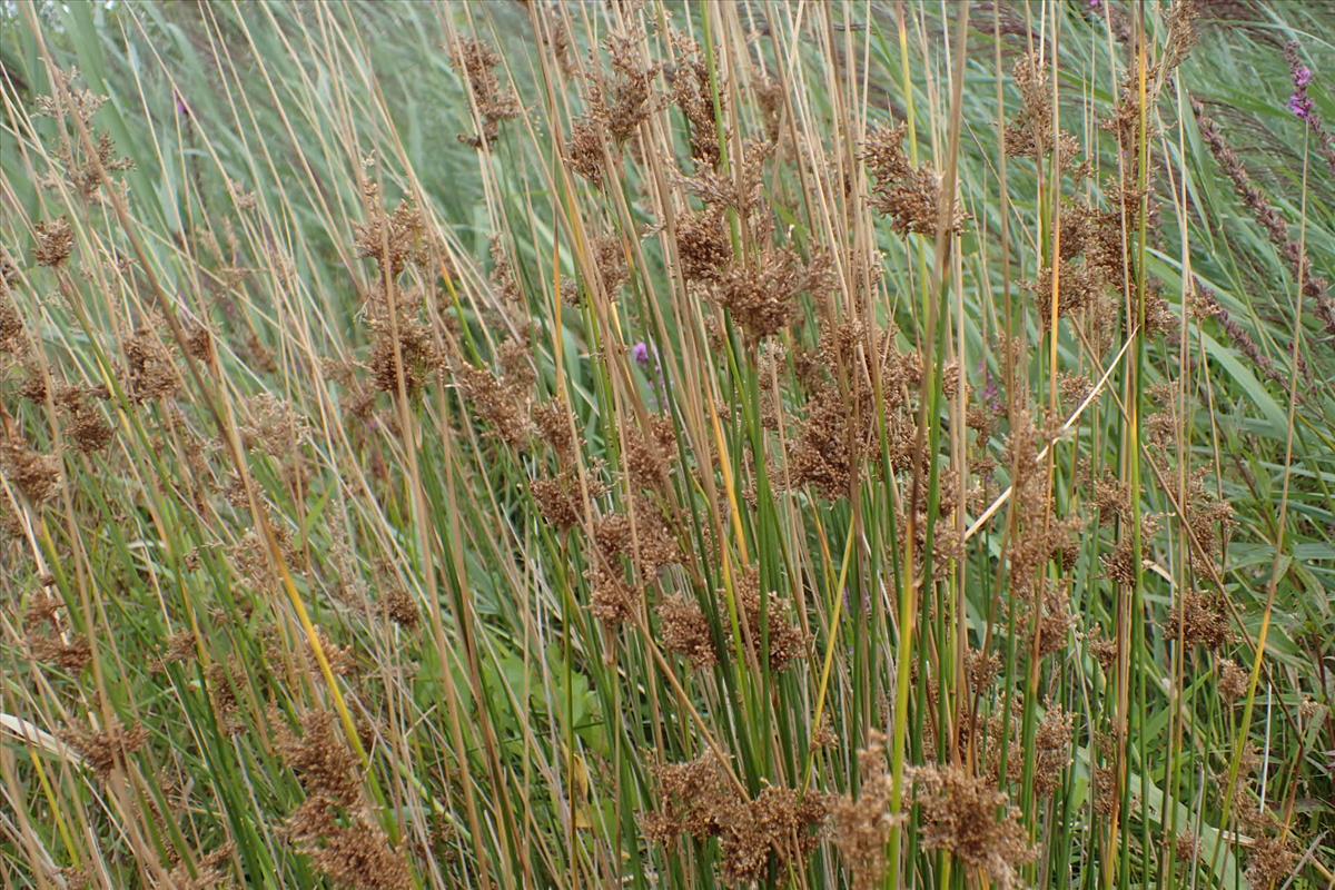 Juncus sarophorus (door Sipke Gonggrijp)