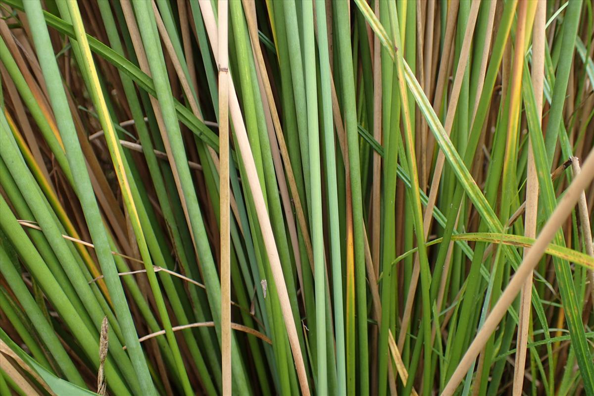 Juncus sarophorus (door Sipke Gonggrijp)