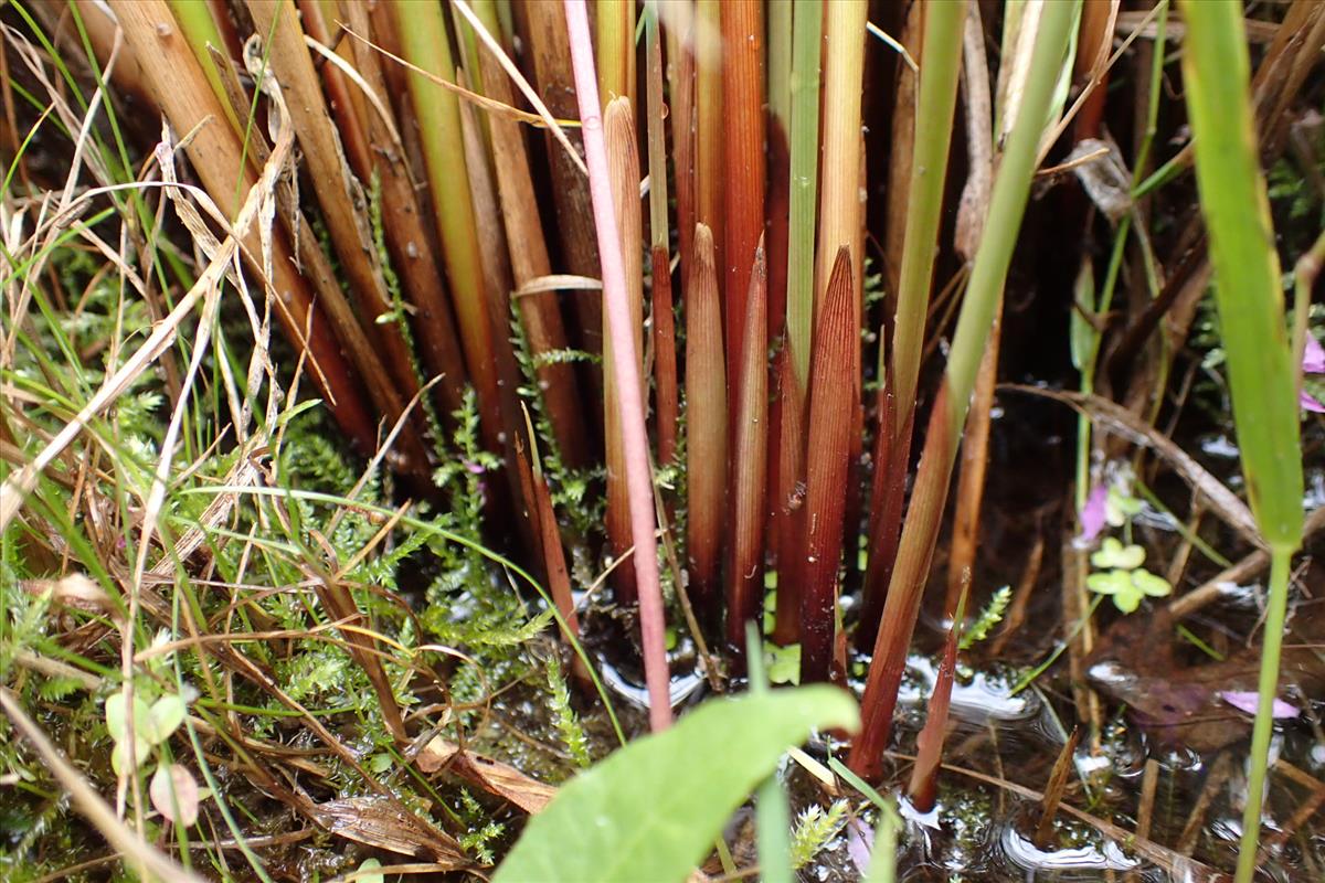 Juncus sarophorus (door Sipke Gonggrijp)