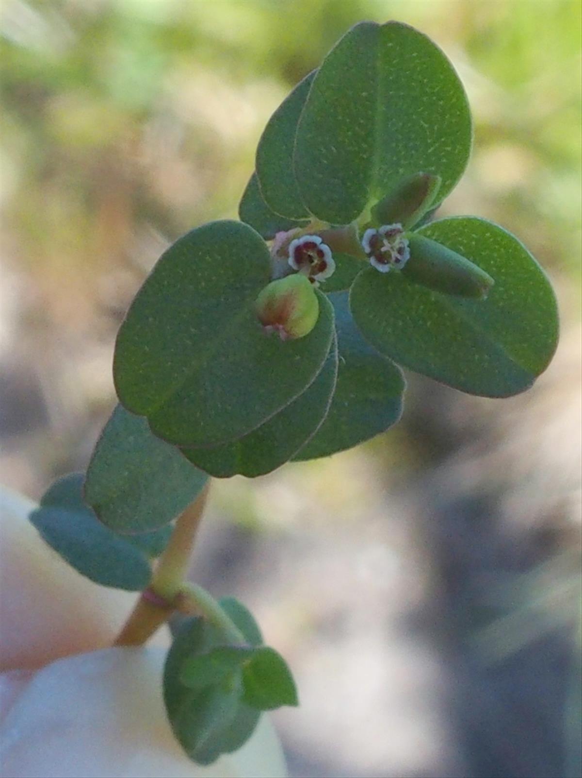 Euphorbia serpens (door Willemien Troelstra)