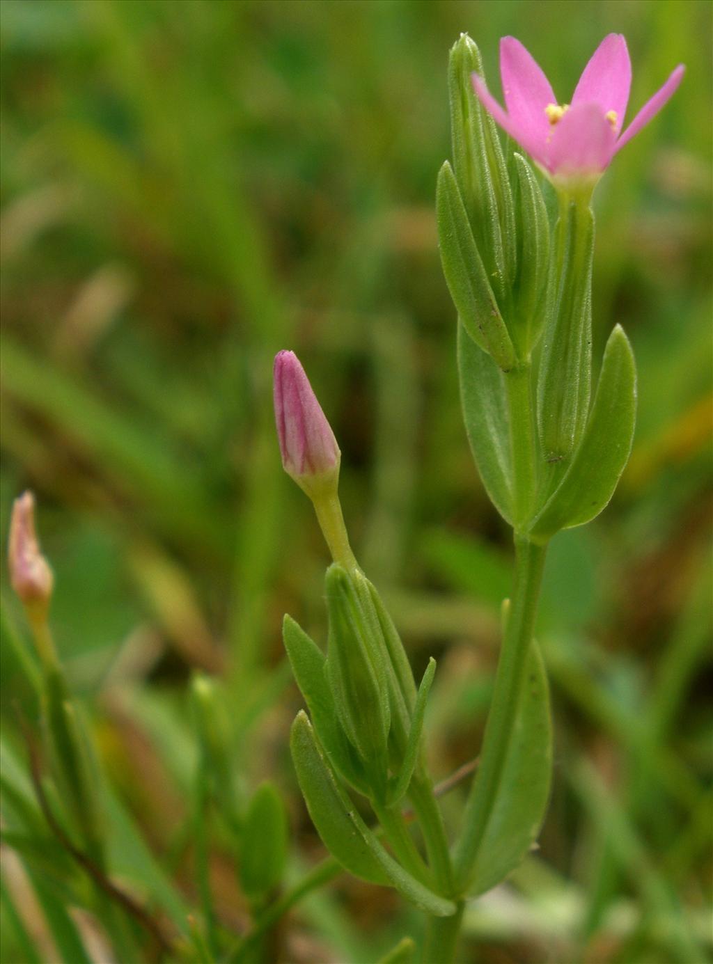 Centaurium pulchellum (door Bert Verbruggen)