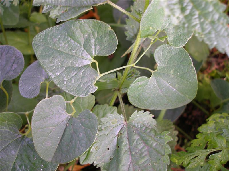 Aristolochia clematitis (door Piet Bremer )