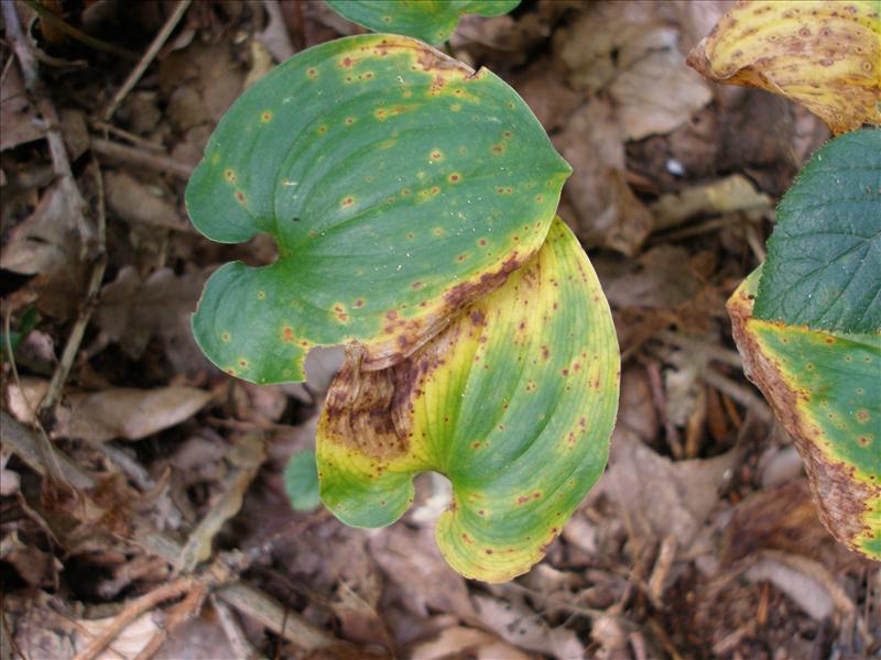 Maianthemum bifolium (door Piet Bremer )