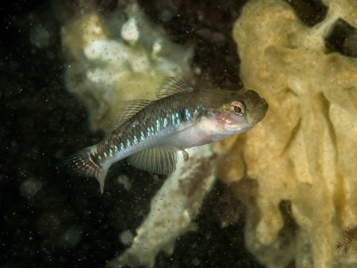 Gobiusculus flavescens (door Floris Bennema)