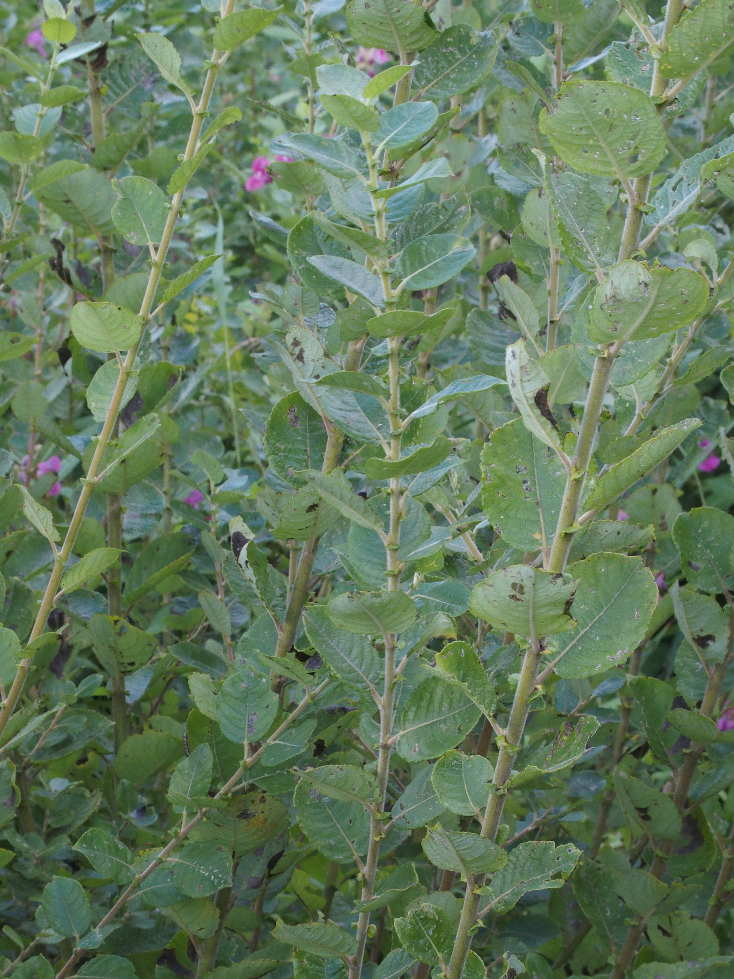 Salix myrsinifolia (door Willemien Troelstra)