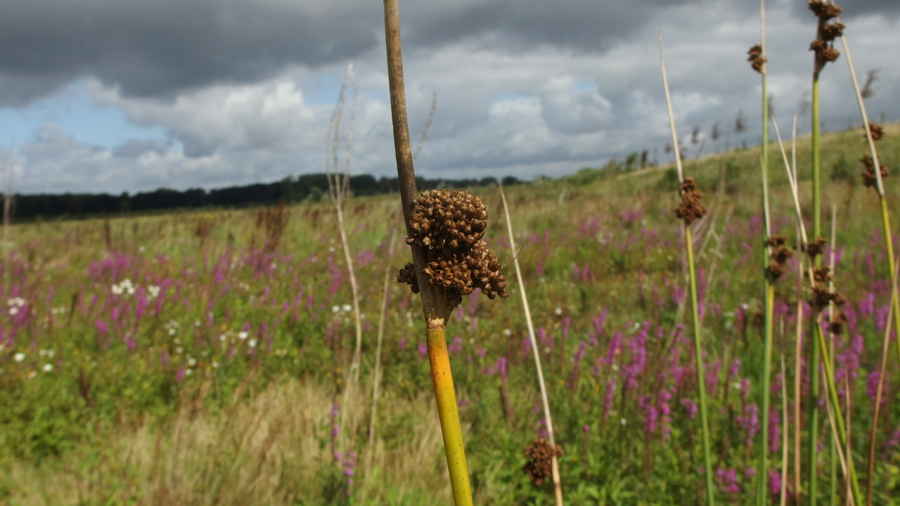 Juncus pallidus (door Sipke Gonggrijp)