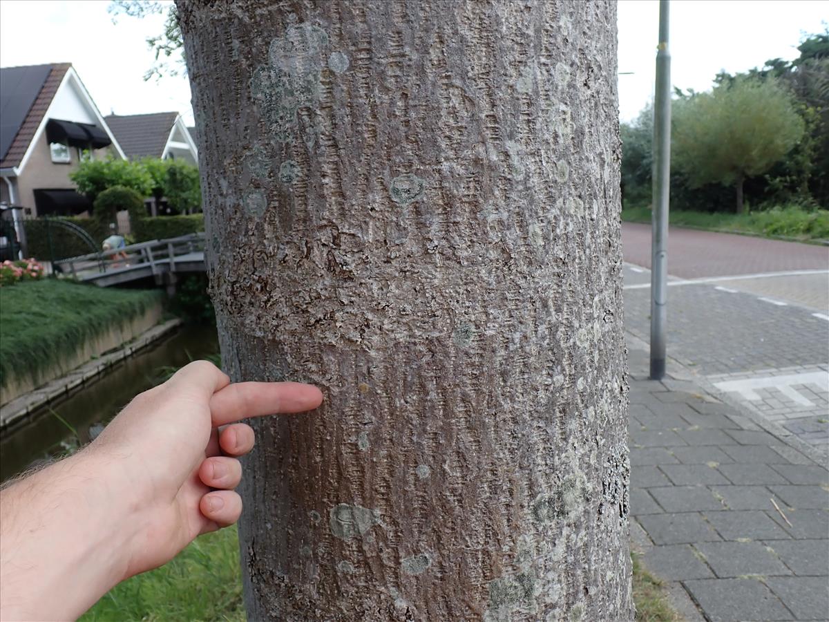 Pyrenula chlorospila (door Lukas Verboom)