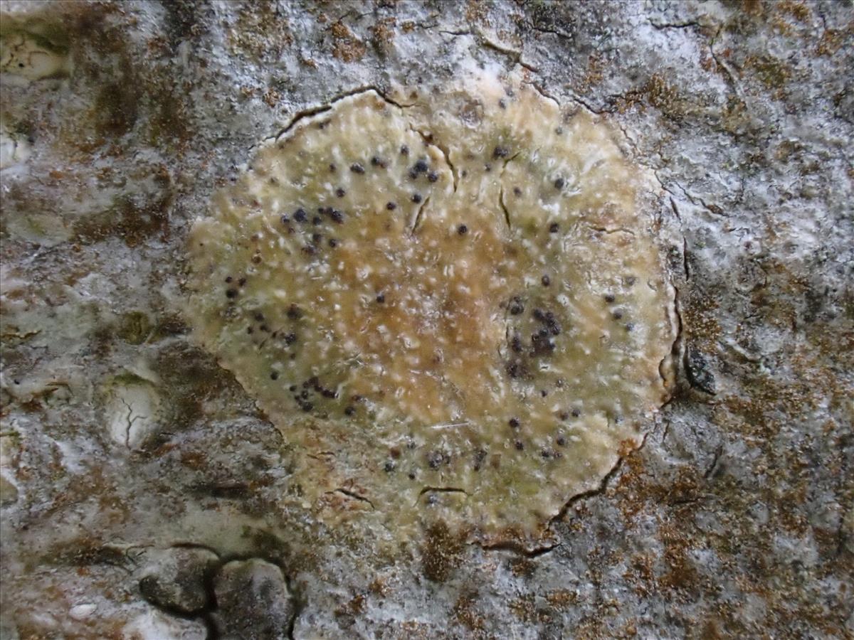 Pyrenula chlorospila (door Lukas Verboom)