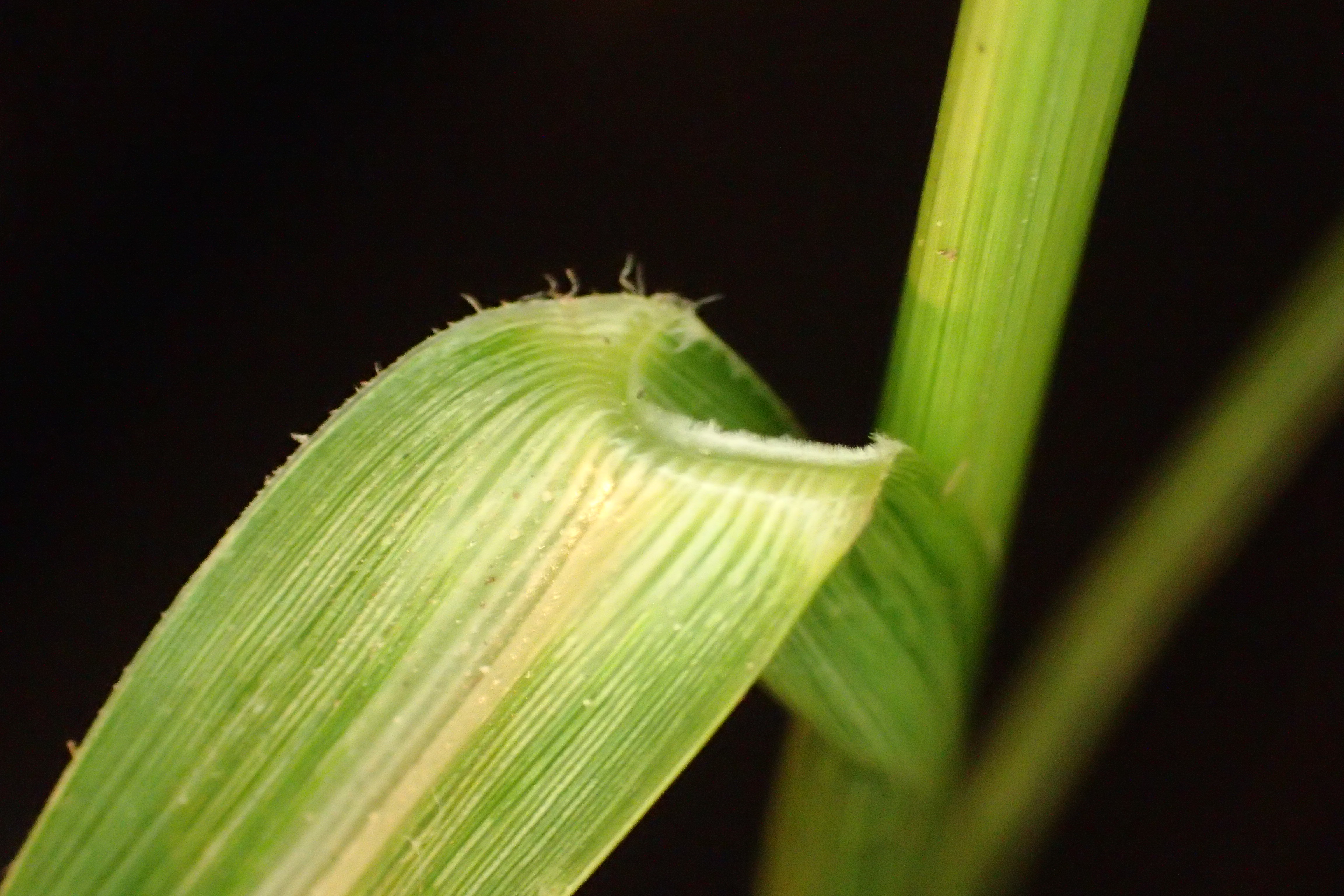 Sporobolus indicus (door Adrie van Heerden)