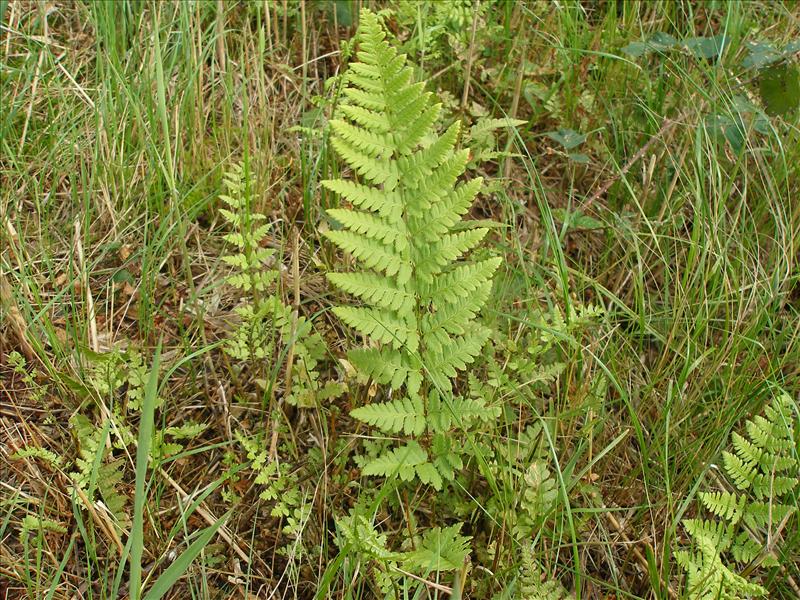 Dryopteris x uliginosa (door Piet Bremer )