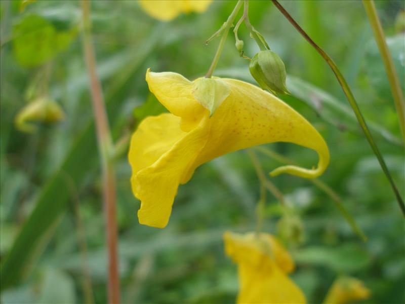 Impatiens noli-tangere (door Piet Bremer )