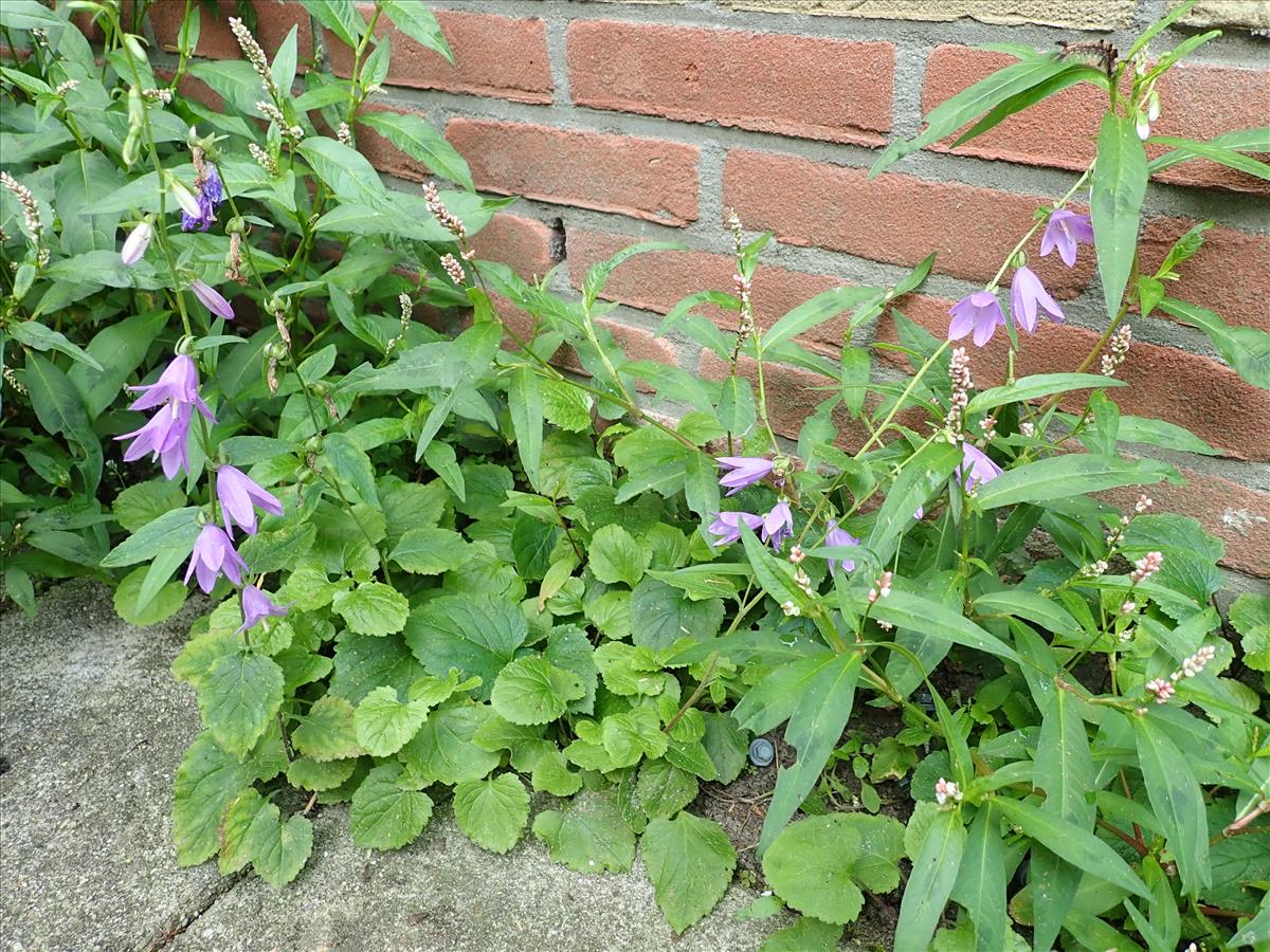 Campanula rapunculoides (door Edwin Dijkhuis)