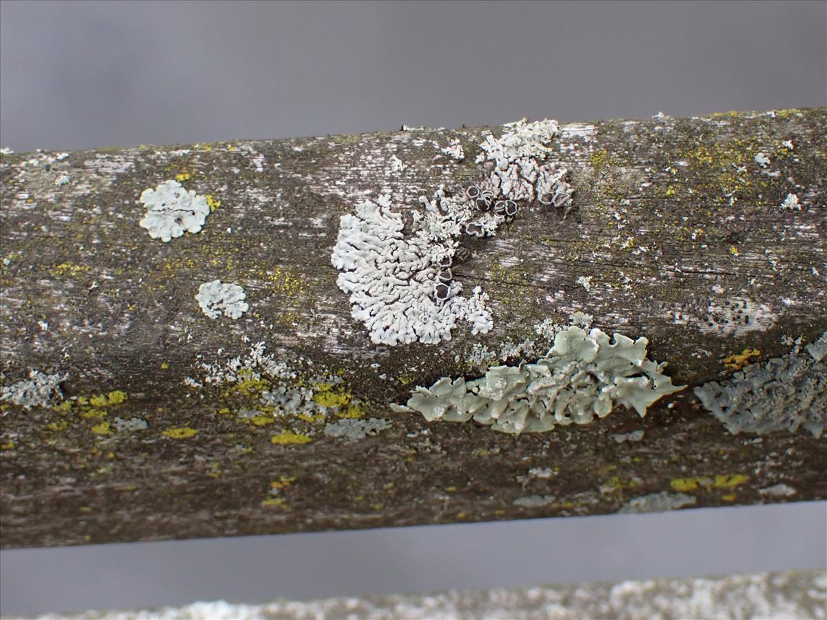 Physcia stellaris (door Lukas Verboom)