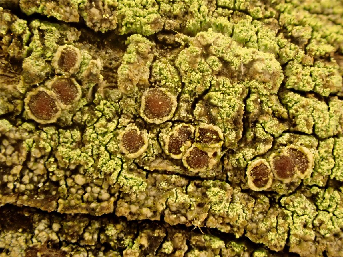 Lecanora barkmaniana (door Matthijs Molenaar)