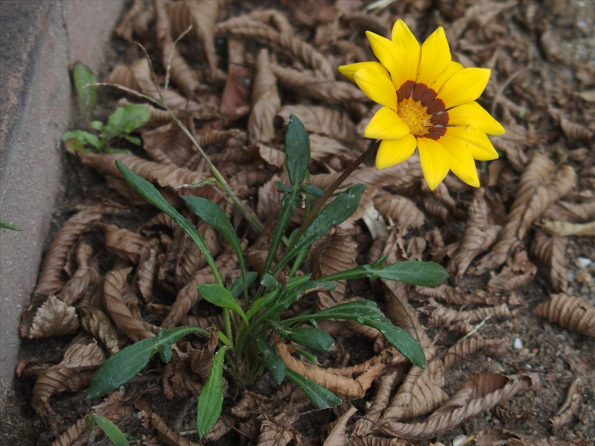 Gazania rigens (door Willemien Troelstra)
