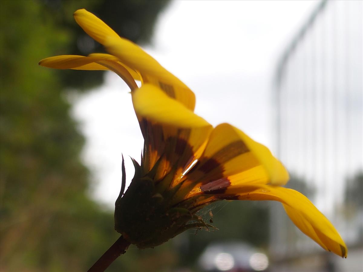 Gazania rigens (door Willemien Troelstra)