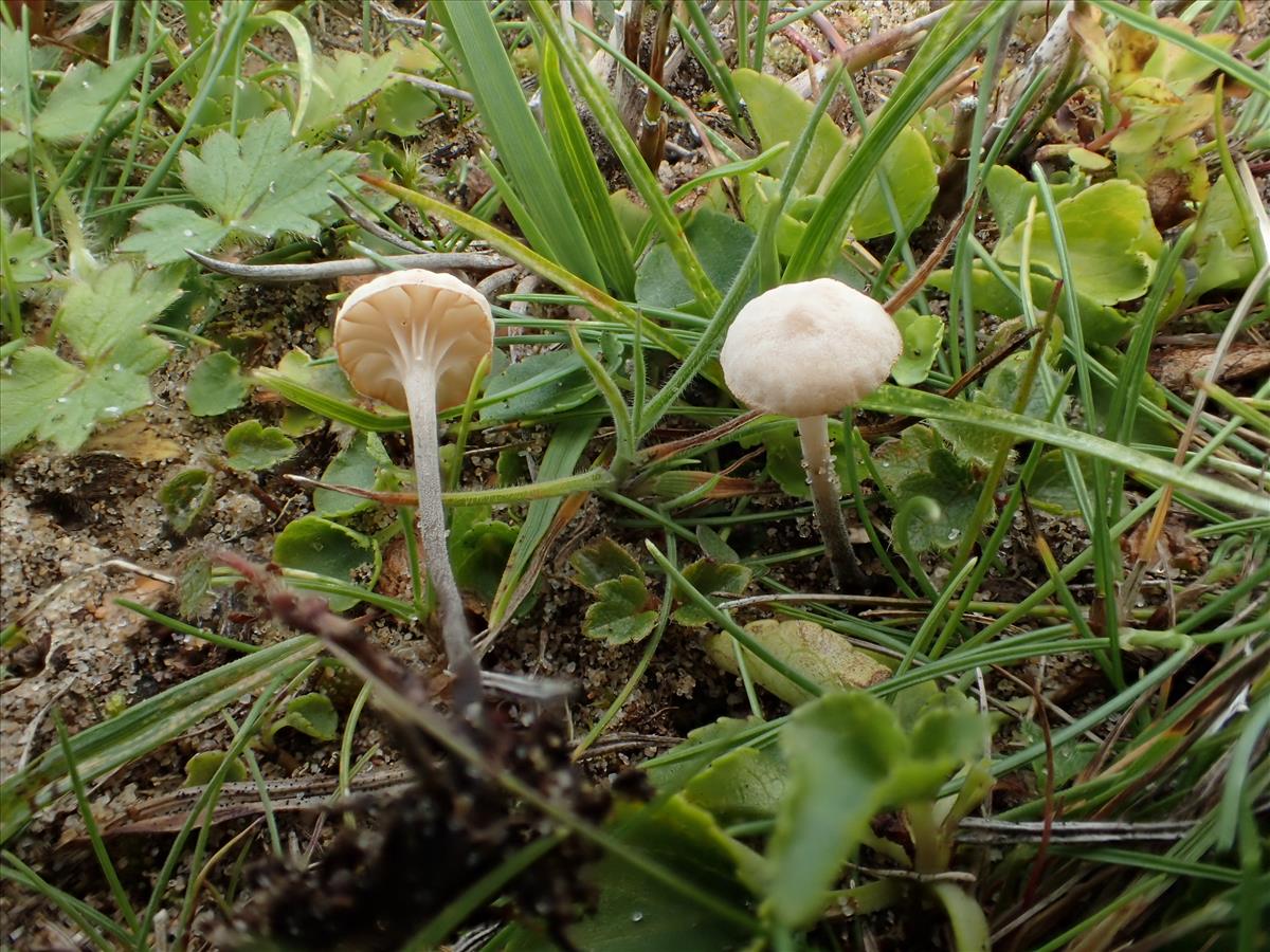 Marasmiellus tricolor (door Leo Jalink)