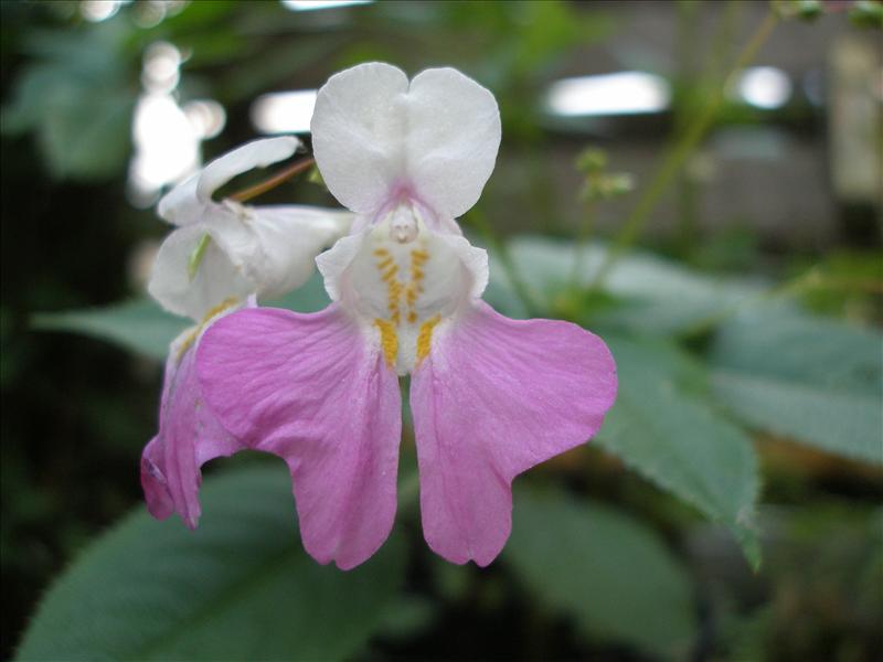 Impatiens balfourii (door Piet Bremer )