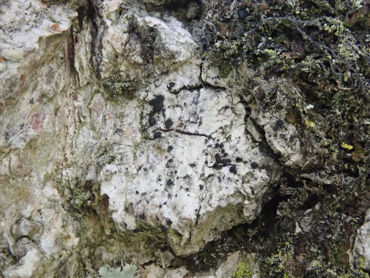 Kirschsteiniothelia atra (door Lukas Verboom)