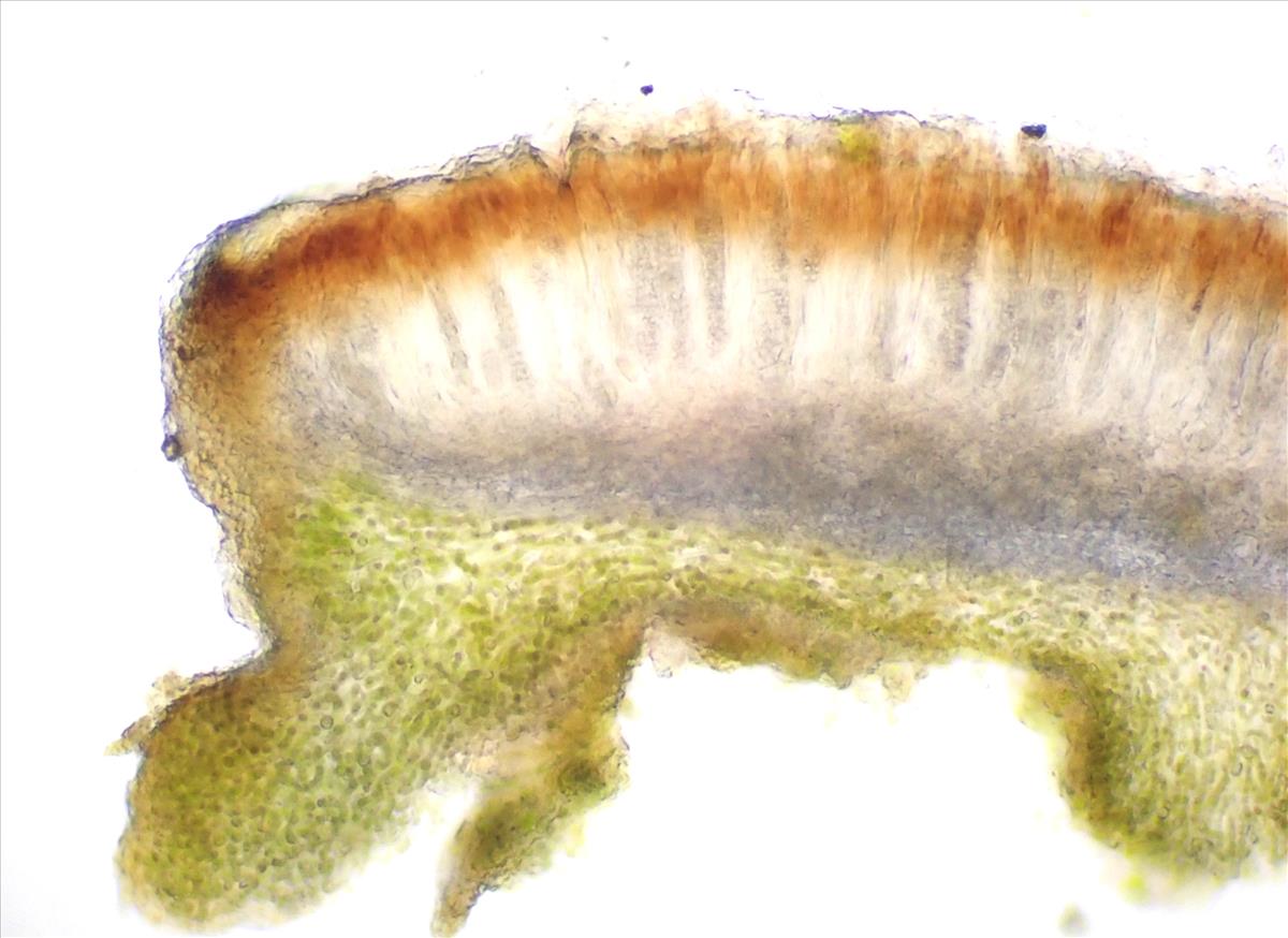 Enchylium tenax (door Lukas Verboom)