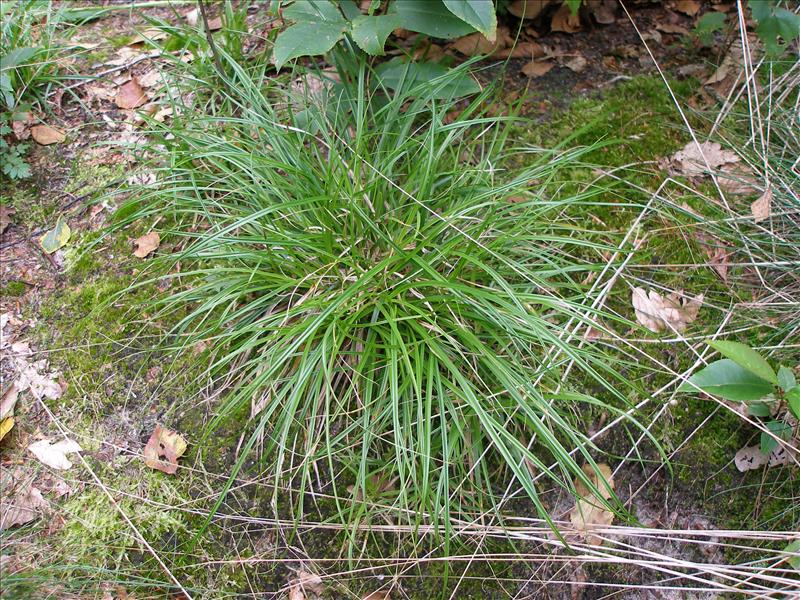 Carex pilulifera (door Piet Bremer )