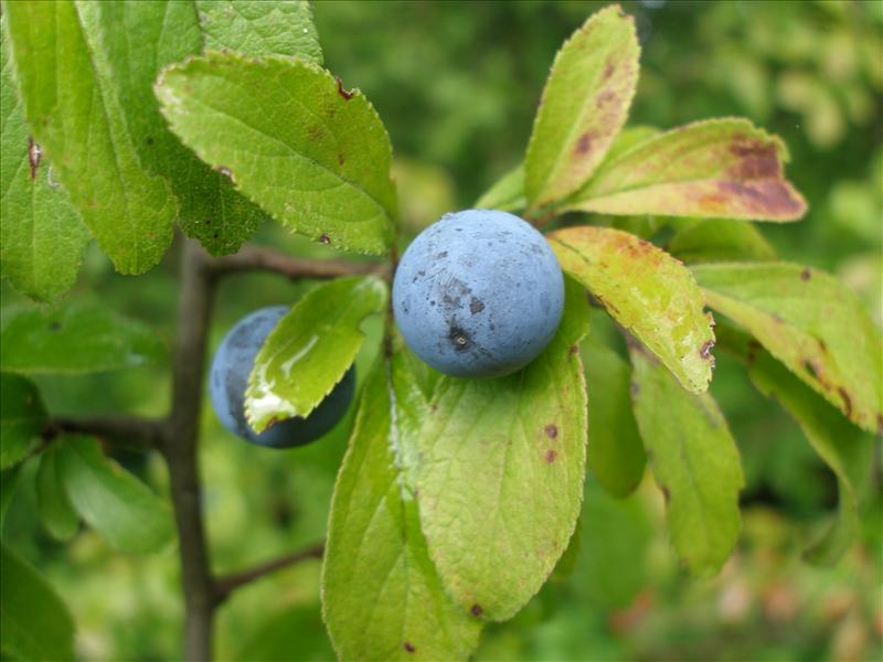 Prunus spinosa (door Piet Bremer )