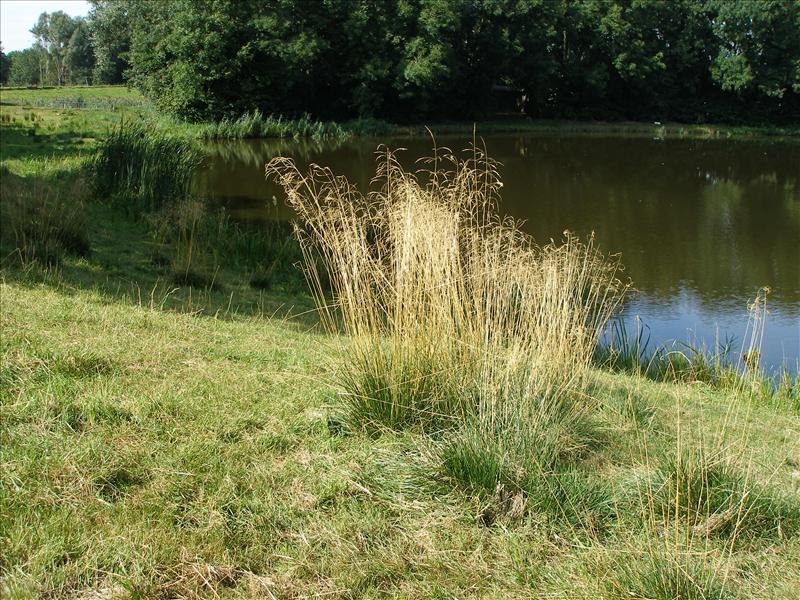 Deschampsia cespitosa (door Piet Bremer )