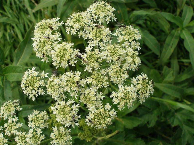 Heracleum sphondylium subsp. sphondylium (door Piet Bremer )