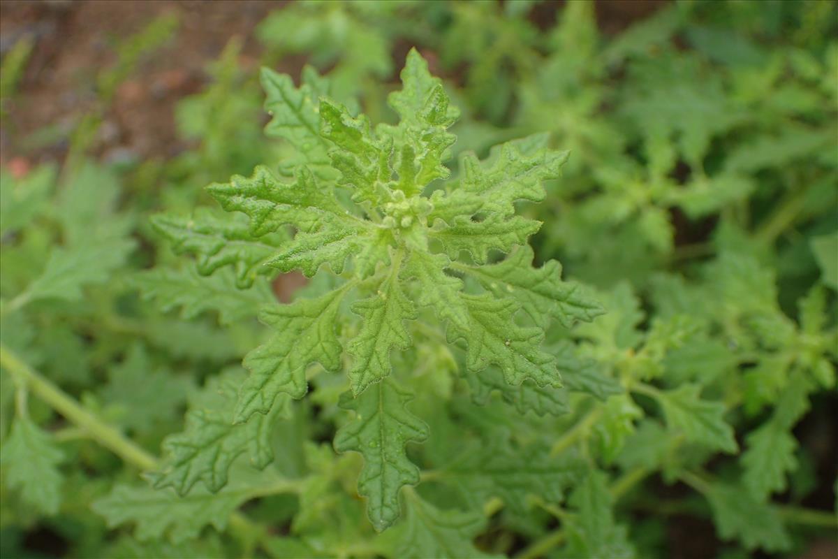 Dysphania cristata (door Sipke Gonggrijp)