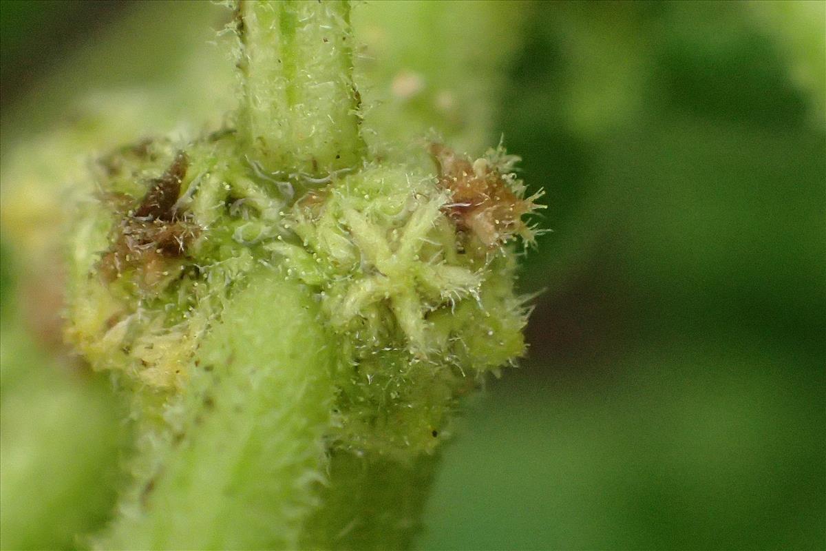 Dysphania carinata (door Sipke Gonggrijp)