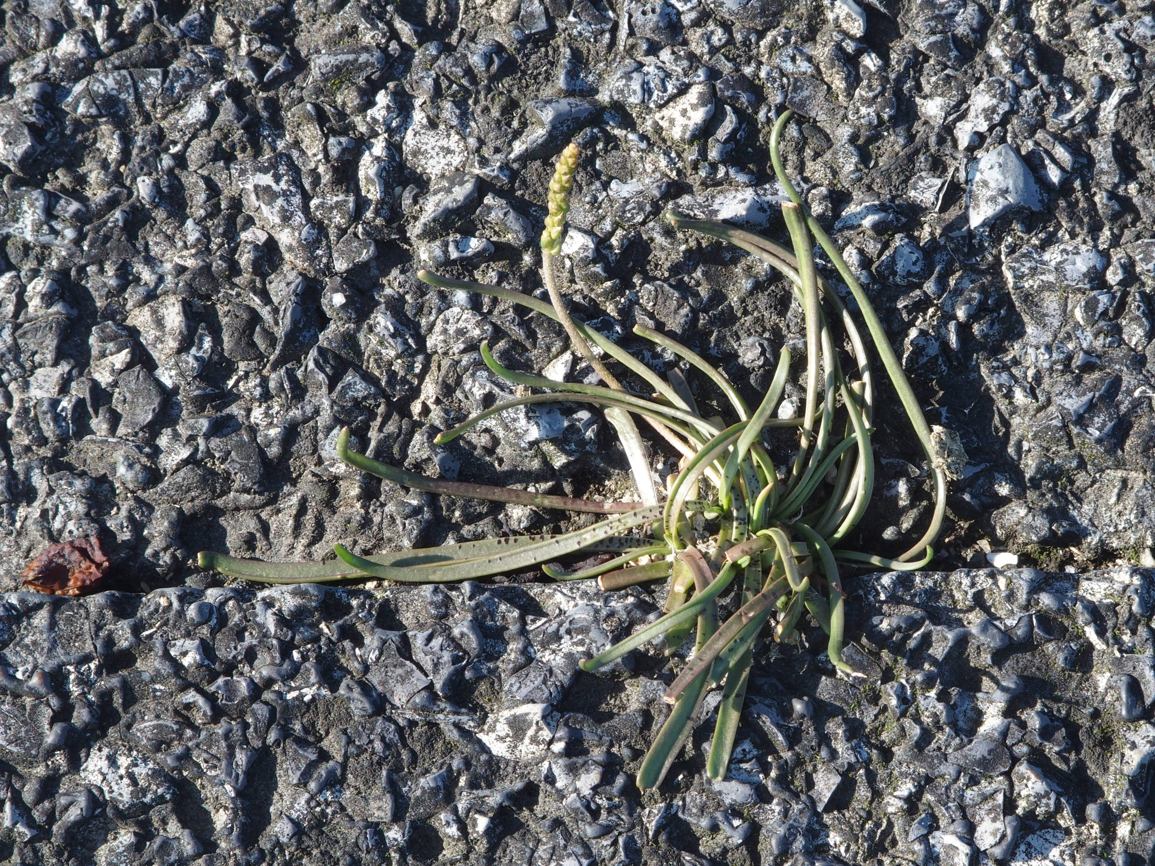 Plantago maritima (door Willemien Troelstra)