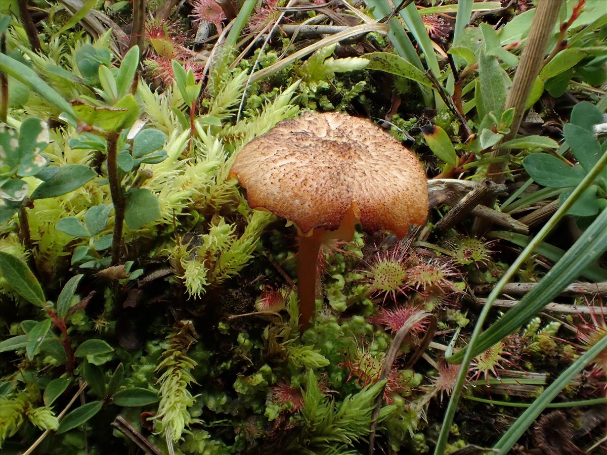 Hygrocybe coccineocrenata (door Leo Jalink)