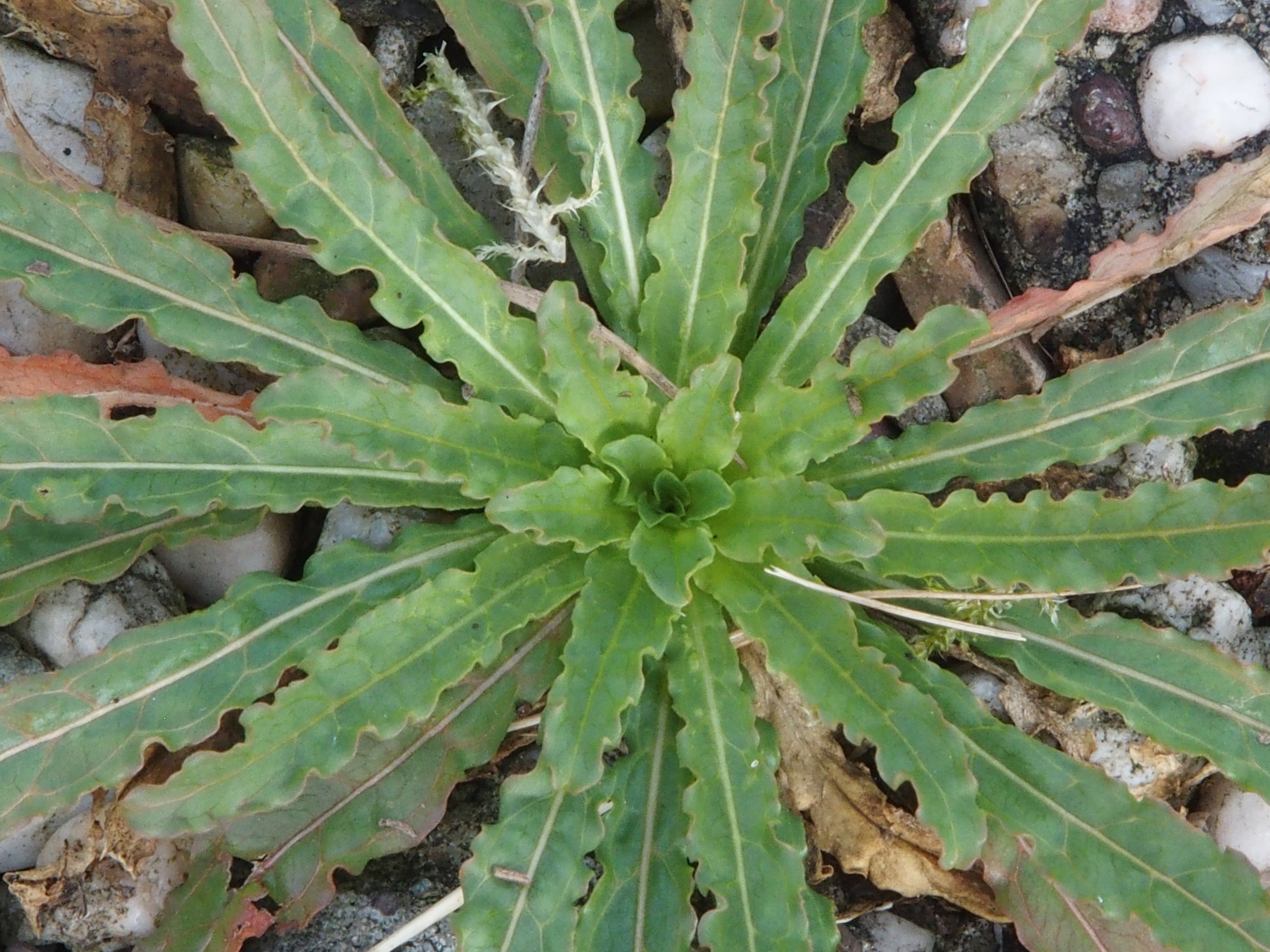 Reseda luteola (door Willemien Troelstra)