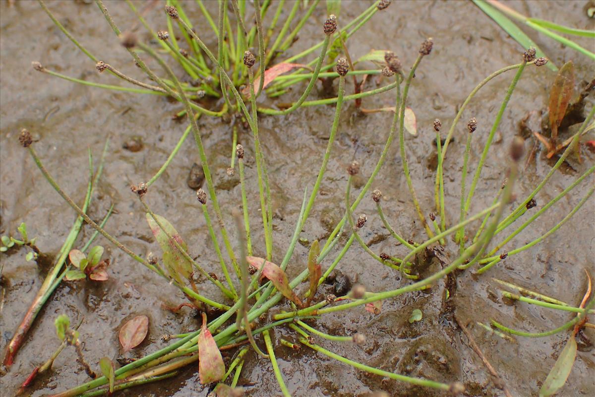 Eleocharis ovata (door Sipke Gonggrijp)